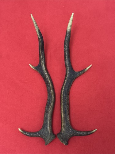 Pair red deer antlers 540g - of,