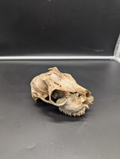 British Roe Buck Skull Cut