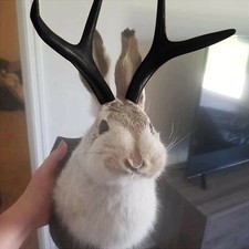 Wall Mounted Rabbit Taxidermy
