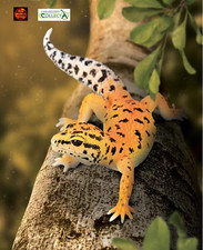 Leopard Gecko Lizard Reptile Toy Model Figure by CollectA 80043 New
