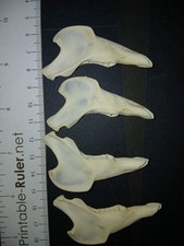 Genuine domestic rabbit skulls