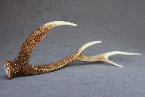 Sika deer antler - sika, naturally