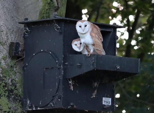 Barn owl nest box - nest, t)