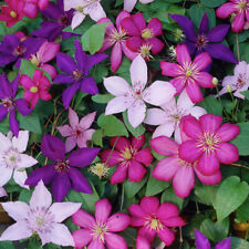 CLEMATIS TRICOLOUR 3 PLANTS 3
