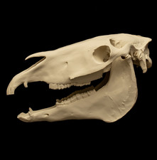 Horse Skull Life Size Replica