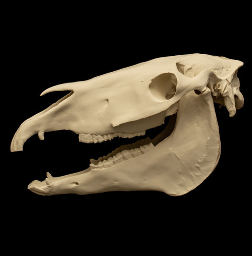 Horse skull life size - skull,