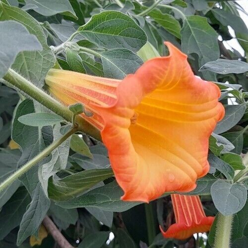 Orange angel trumpet - angel's,