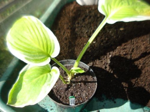 Hosta diana remembered x1 - hosta, 'diana