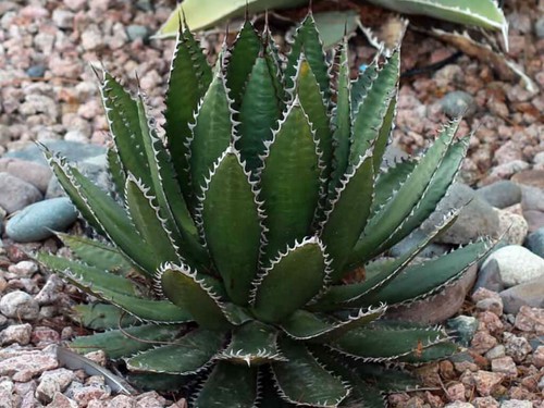 Agave horrida mexcalmetl - mexcalmetl,