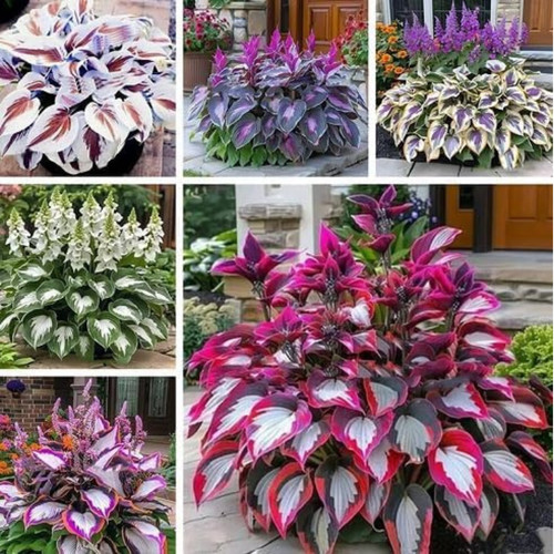 Mixed hosta plant - hosta,