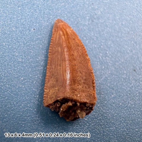 Raptor tooth deltadromeus - raptor,