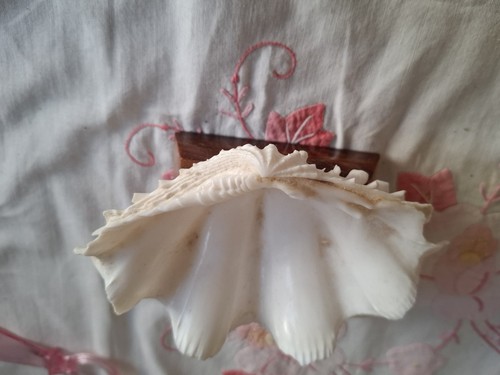 Decorative natural seashell - decorative,