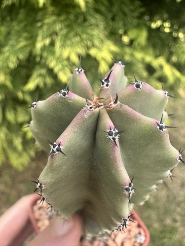 Lophocereus schotii rare - lophocereus,