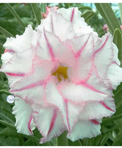 Desert rose adenium obesum - -,
