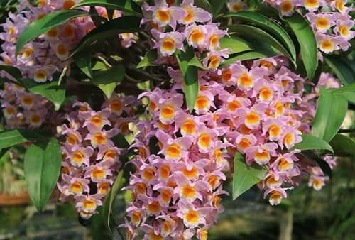 Rare dendrobium farmeri pink - rare,