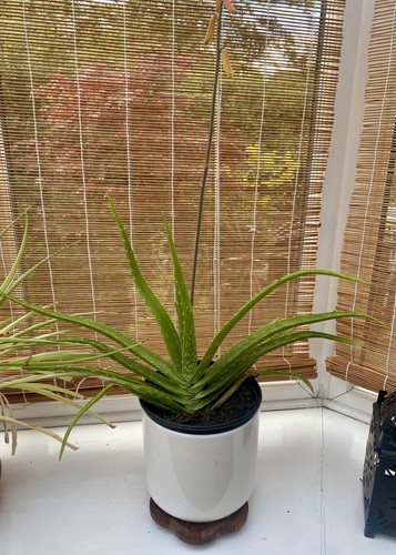 Large aloe vera plant - large,