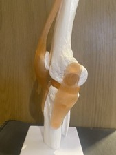 KNEE Human Anatomical Knee