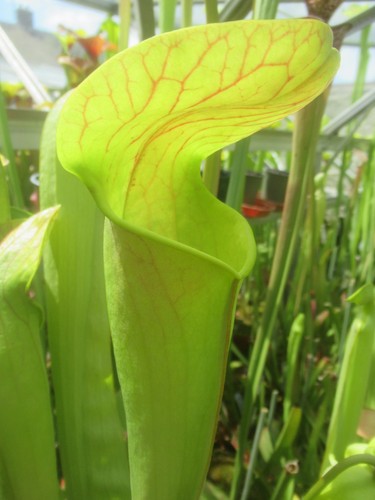 Sarracenia harperi jsh28 - sarracenia,