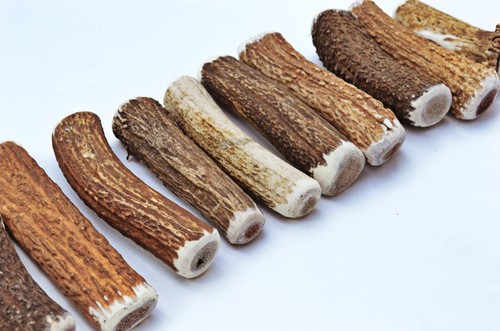 Stag antler dog chew - stag,