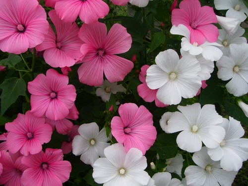 Lavatera trimestris - 3x,