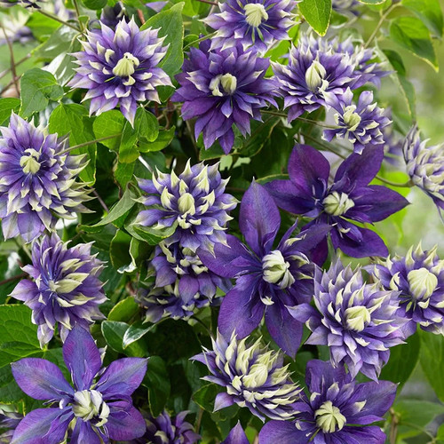 Clematis taiga climber - clematis,