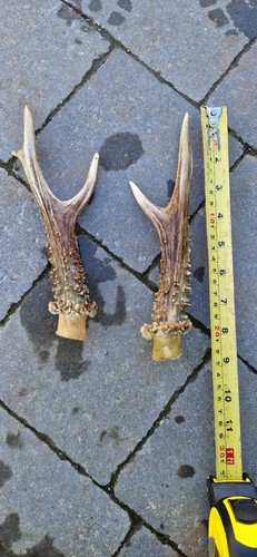 Roe deer antlers pair - antlers,