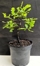 Turkey oak bonsai mat - turkey,