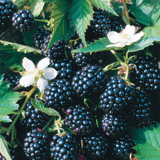 2 x Blackberry 'Loch Ness' -