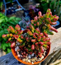 Crassula Ovata Gollum easy-care succulent plant in pot