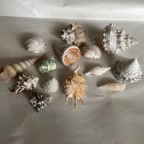 Vintage mixed sea shells job - sea,