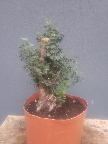 Elm bonsai tree - elm, yamadori
