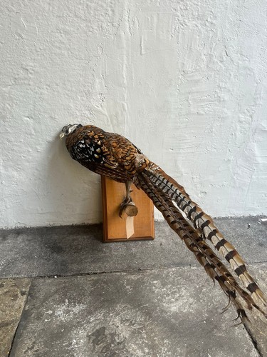Taxidermy 1930 pheasant - taxidermy, 1930’s