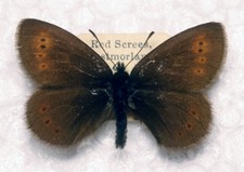 🦋 Mountain Ringlet (Erebia