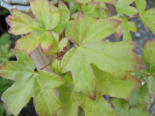 Acer campestre field maple - acer,