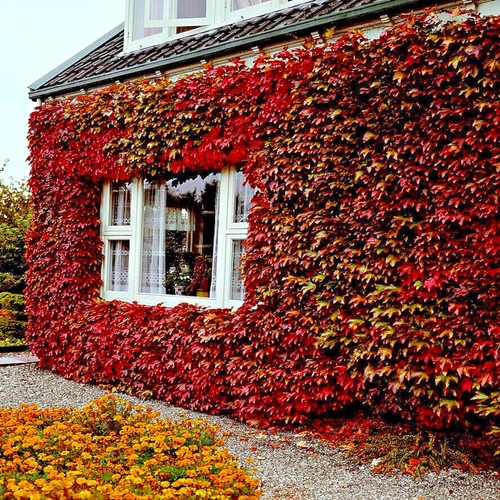 Virginia creeper vine seeds - virginia,