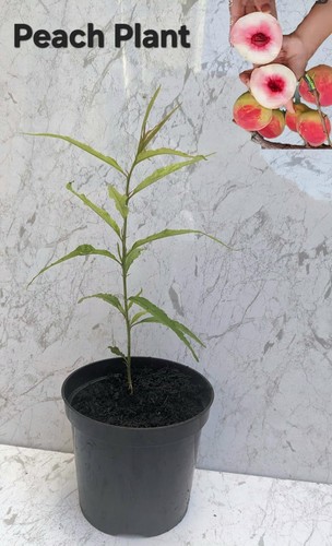 Peach plant a 13cm - 🍑,