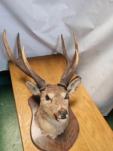 Taxidermy deer head mount - deer,