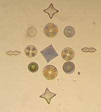 ANTIQUE  COLE  MICROSCOPE SLIDE,   ARRANGED  GROUP  of  DIATOMS