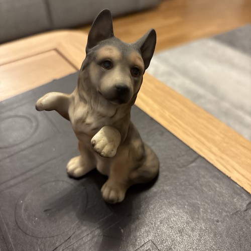Harvey knox alsatian puppy dog - knox,
