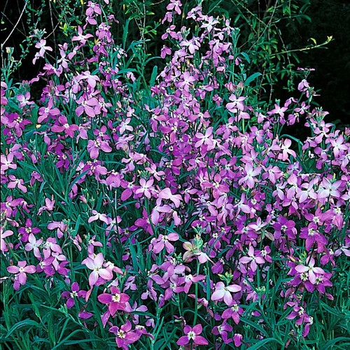 Stocks night scented grams - stocks, 7