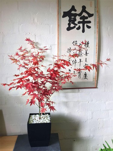 Japanese maple acer palmatum - japanese,