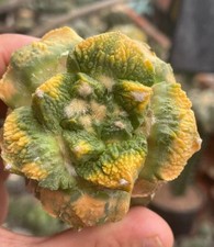 6.3cm Rare Ariocarpus Fis Hybird 'Godzilla' WYSIWYG G rafted Variegated