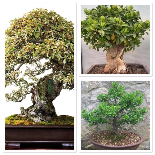Bonsai starter tree - , evergreen