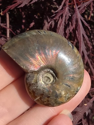 Ammonite fossil sale light - ammonite,