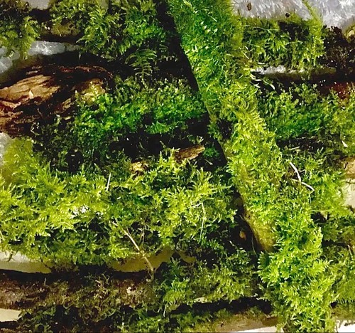 Mossy jungle branch log - mossy,