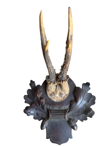 Roe deer trophy 181 - roe,