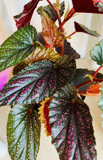 Begonia maculata 'Pink Spot' Houseplant In 6 Cm Pot