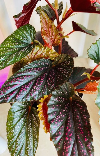 Begonia maculata pink - maculata, 'pink