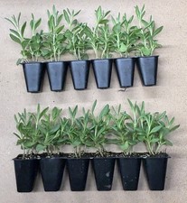 12x ‘Munstead’ English Lavender Augustifolia Plug Plants - TRACKED 24