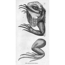 IGUANA The Head & Limbs - Antique Print 1856